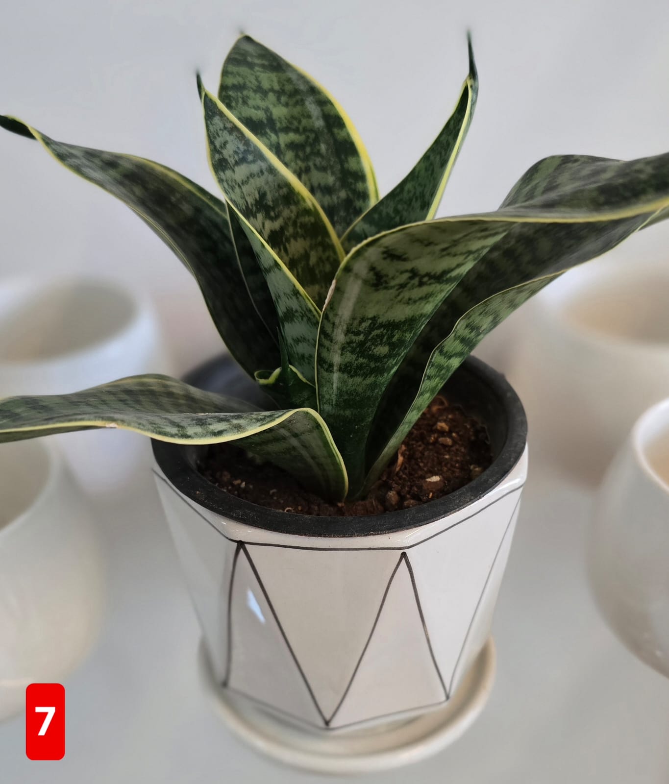 Sansevieria (Ceramic Pot